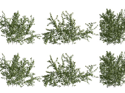 现代花草灌木丛