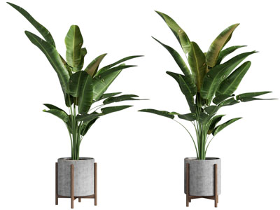 现代水泥花盆盆栽植物