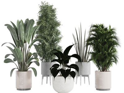 现代圆形花盆盆栽植物