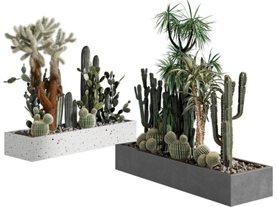 现代户外花坛多肉植物