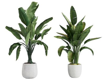 现代盆栽大叶绿色植物