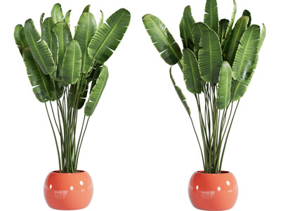 现代橙色花盆盆栽植物