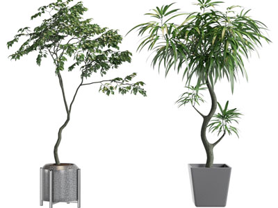 现代花盆盆栽植物