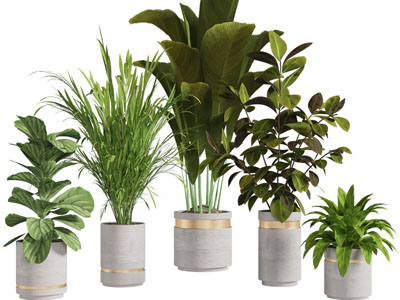 现代花盆盆栽植物