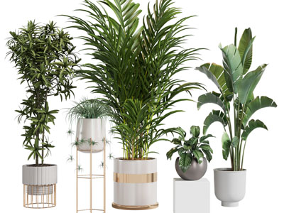 现代轻奢花盆盆栽植物