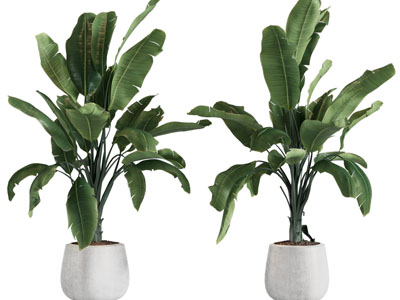 现代花盆盆栽植物