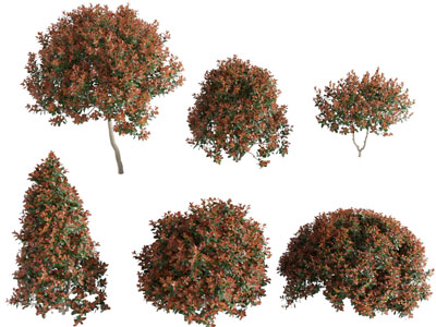 现代黄色树叶的灌木