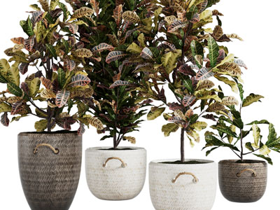 现代花盆盆栽植物