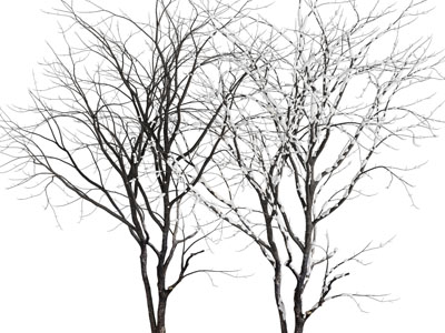 现代落雪的枯树