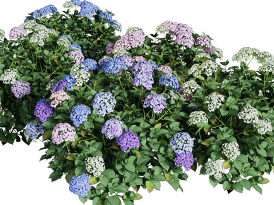 现代绣球花花草灌木植物