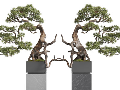 新中式松树盆景盆栽