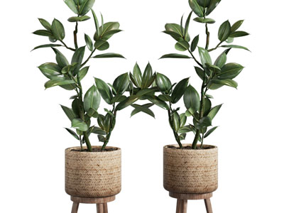 北欧藤编花盆盆栽植物