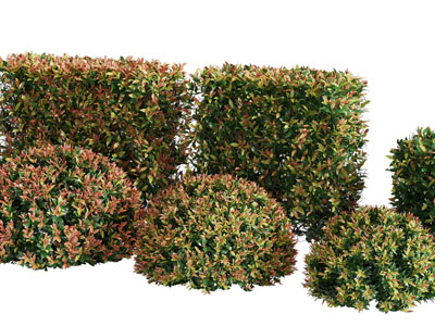 现代方形、圆形景观灌木绿植