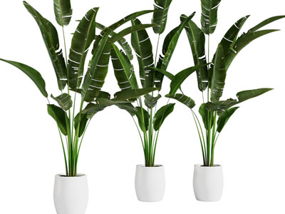 现代白色花盆盆栽植物