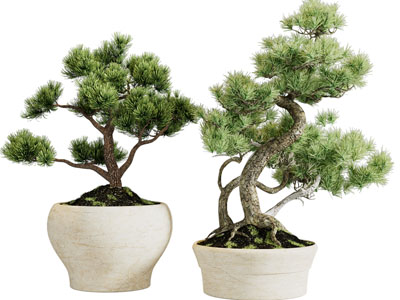 新中式松树盆景盆栽