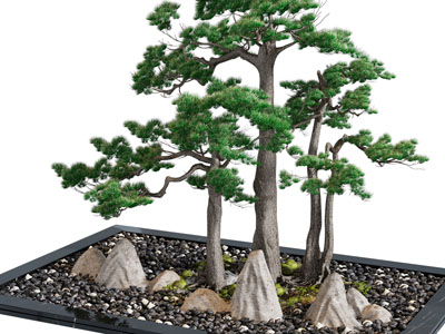 新中式松树、石头景观园艺小品