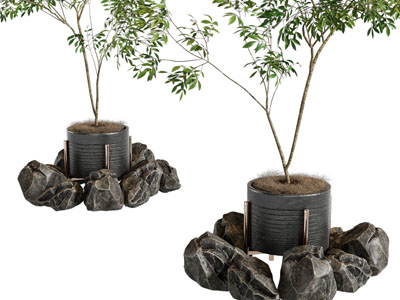 现代花盆盆栽植物