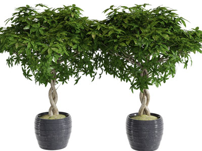 现代灰色花盆树木盆栽植物