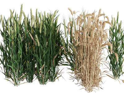 现代麦穗农作物花草植物