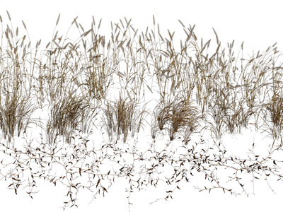 现代芦苇花草植物