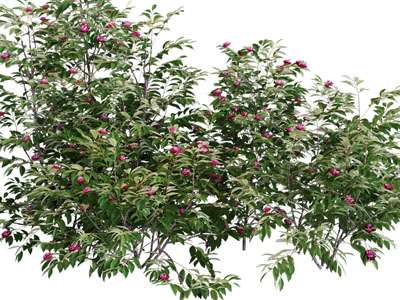 现代开着红色花朵的灌木