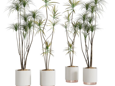 现代白色花盆盆栽植物