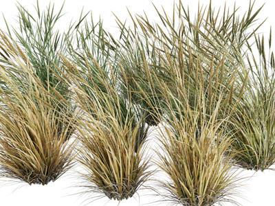 现代花草植物、草丛