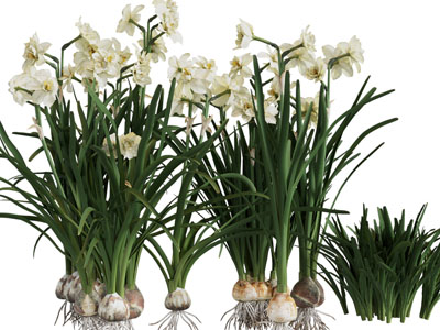 现代水仙花花草植物