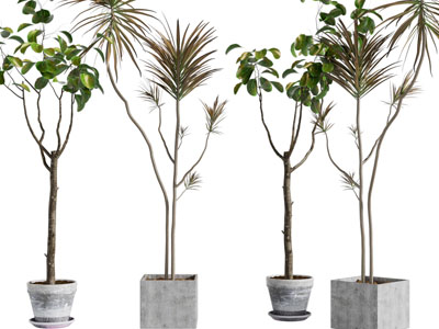 现代水泥花盆、树木盆栽植物