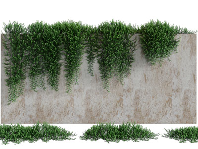 现代爬满围墙的藤蔓植物