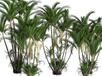 现代散尾葵灌木植物