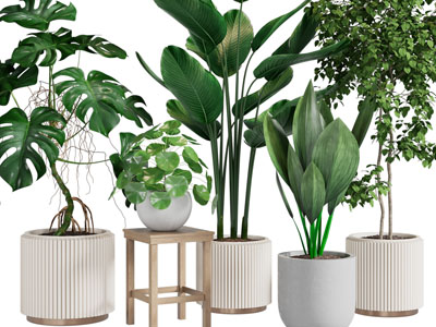 现代绿色盆栽植物