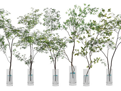 现代玻璃花瓶、马醉木摆件