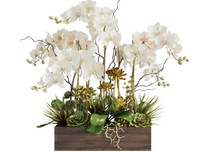 新中式蝴蝶兰盆栽植物