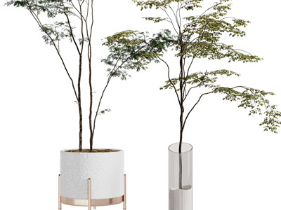 现代花盆树枝盆景盆栽