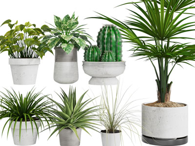 现代花盆盆栽植物