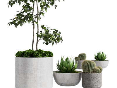 现代花盆盆栽植物