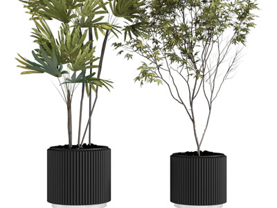 现代黑色花盆盆栽植物