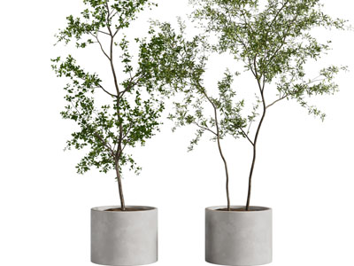 现代圆柱形水泥花盆盆栽植物