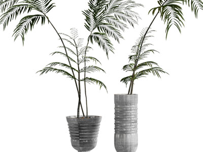 现代花盆盆栽植物