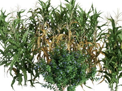 现代玉米农作物庄稼花草植物