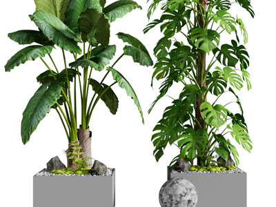 现代水泥花盆龟背竹盆栽植物