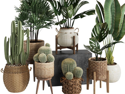 北欧藤编花盆盆栽植物