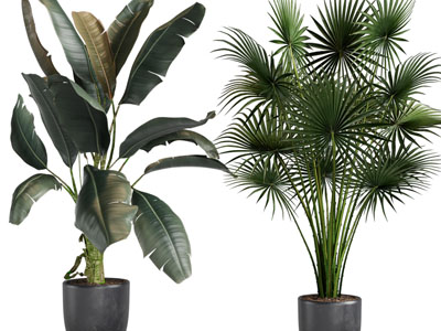 现代黑色花盆盆栽植物