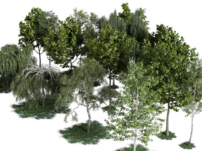 现代景观道旁树木