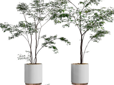 现代花盆盆栽植物