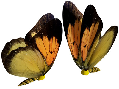 彩色的蝴蝶3d模型 彩色的蝴蝶