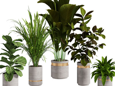 现代花盆盆景盆栽植物