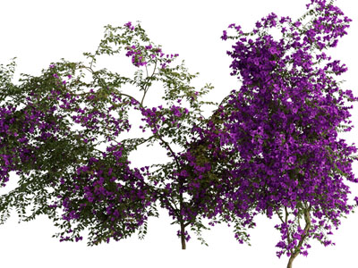 现代开满花的景观树木