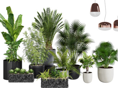 现代黑色花盆盆栽植物